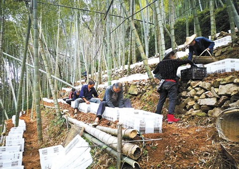 深挖森林“钱库”，，，，，，浙江林下生“金”
